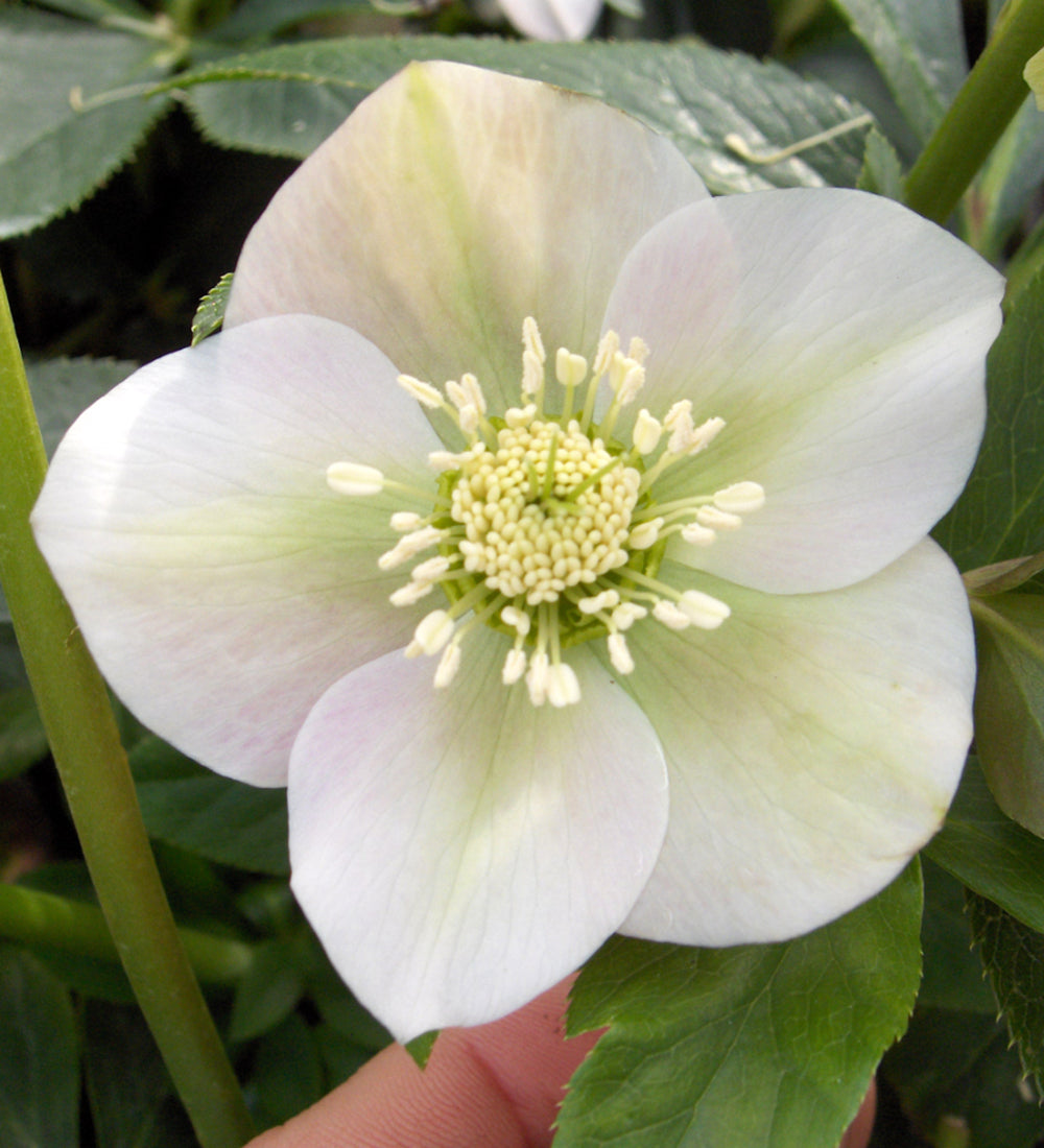 Helleborus orientalis 'Pretty Ellen White'