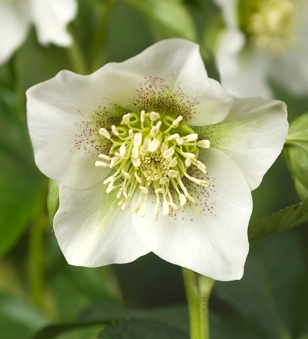 Helleborus orientalis 'Pretty Ellen White Spotted'