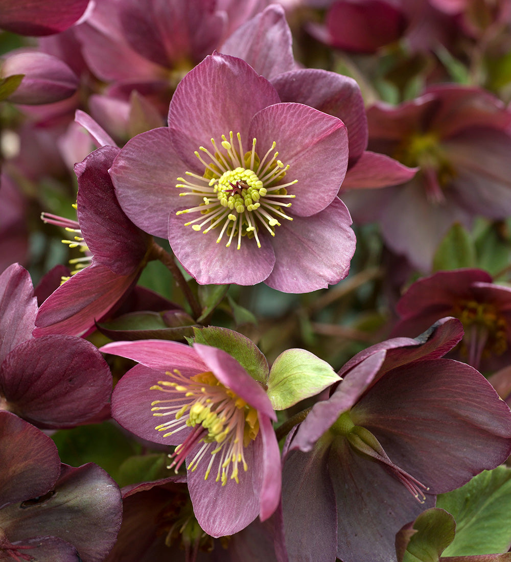 Helleborus x glandorfensis 'Ice N' Roses Rose'