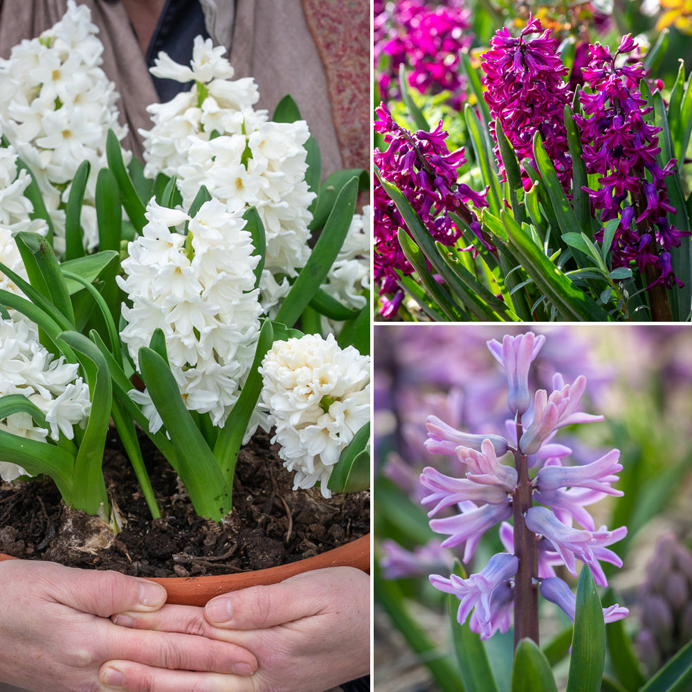 Hyacinth for Forcing Collection
