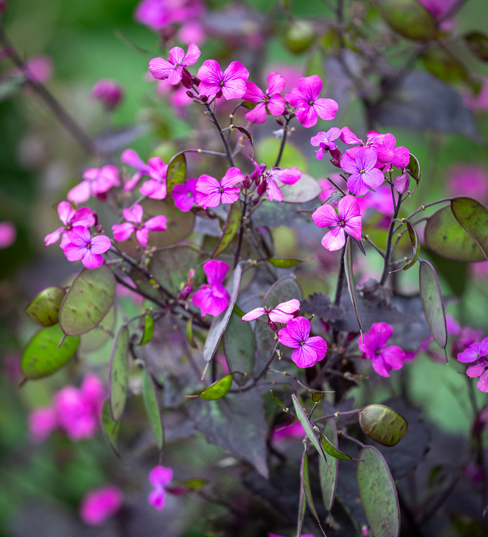 Lunaria annua 'Chedglow'