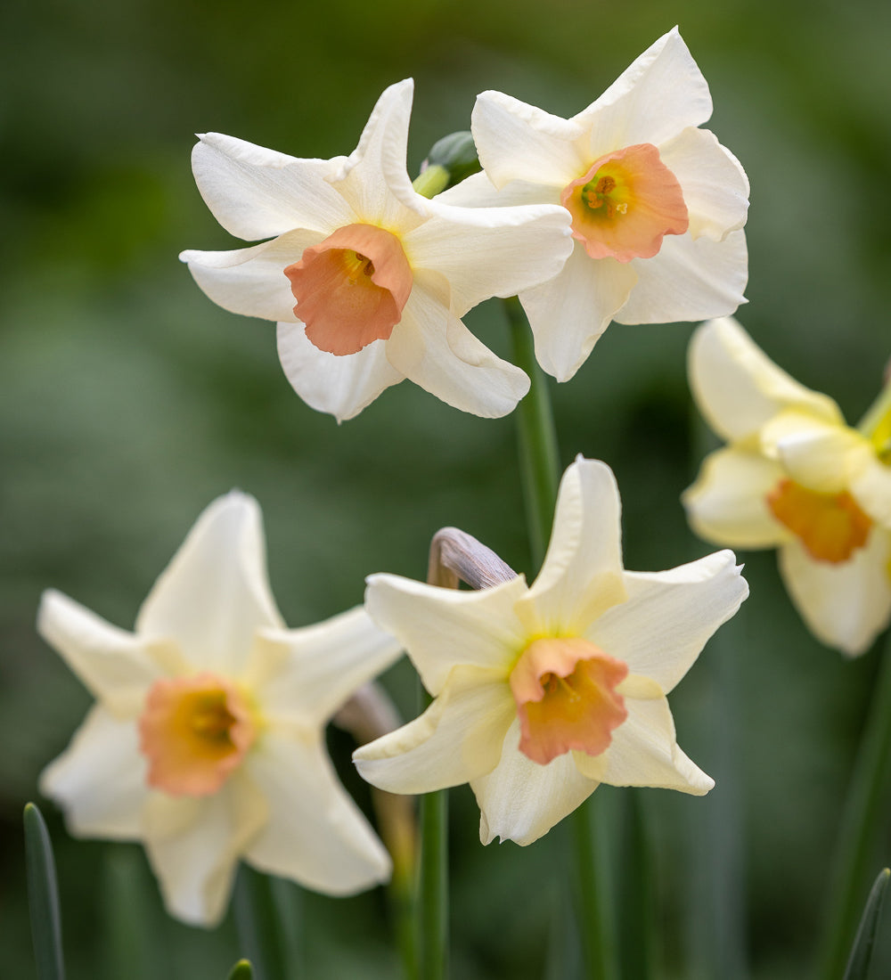 Narcissus 'Iwona'