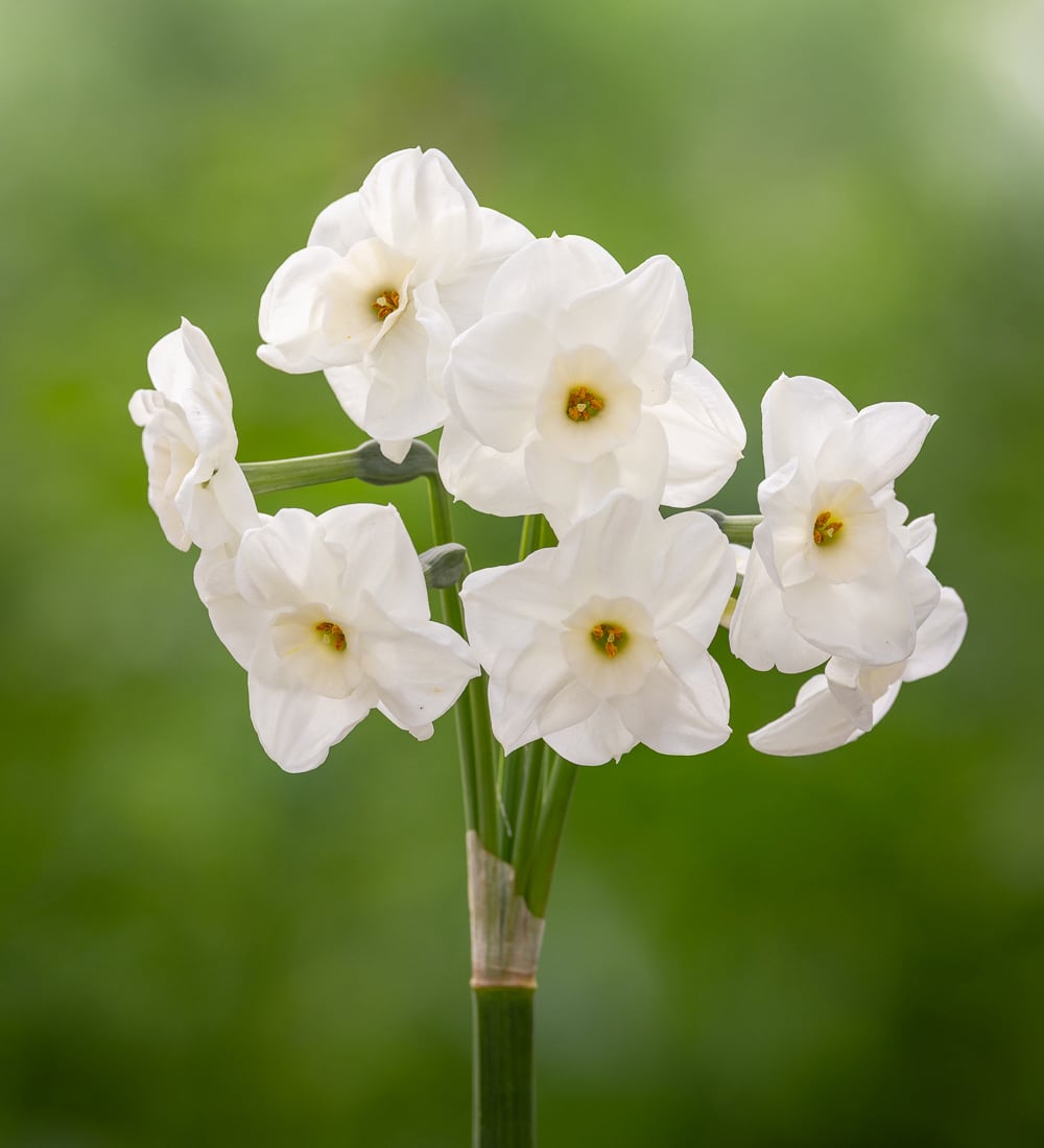Narcissus 'Nickelodeon'