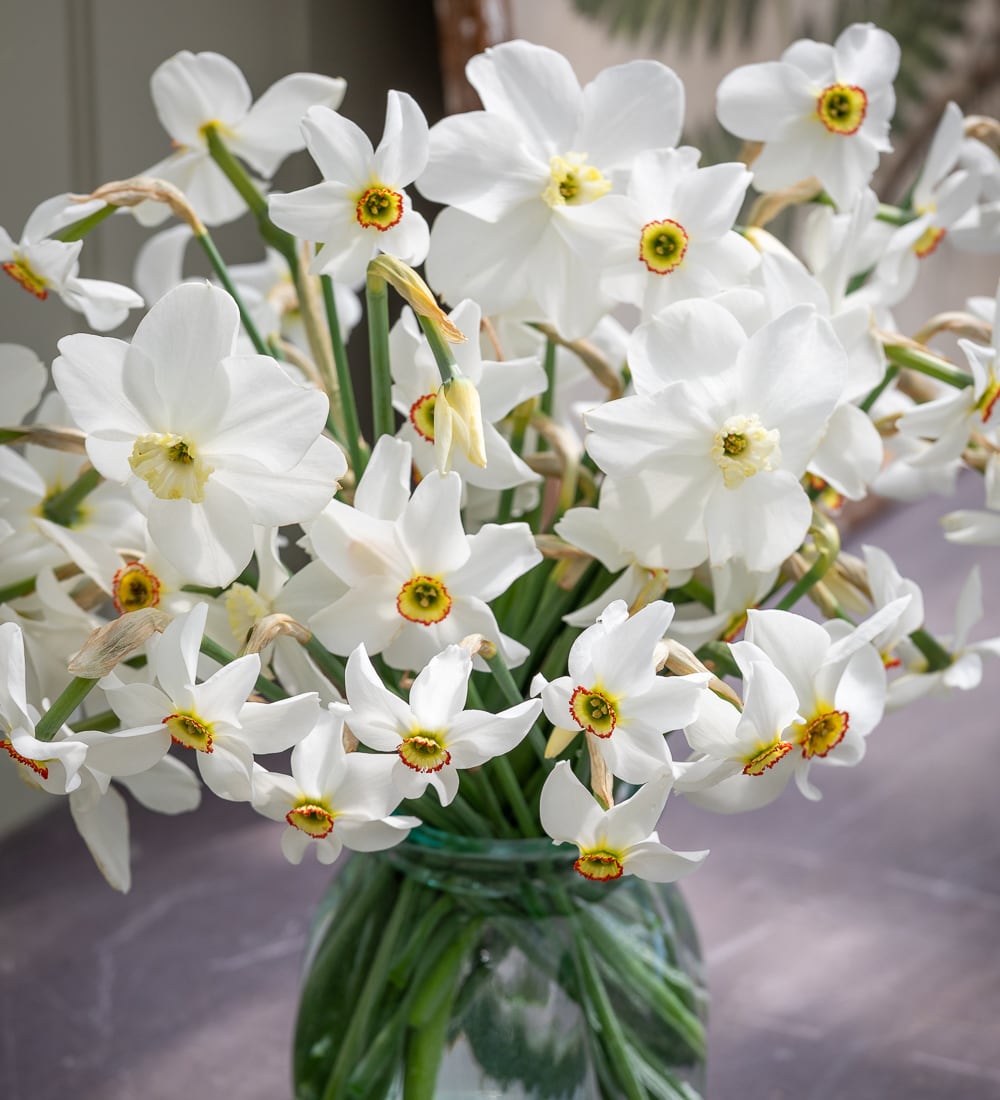 Narcissus poeticus var. recurvus ('Old Pheasant's Eye')