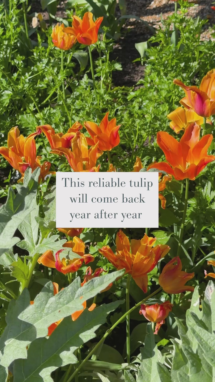 Tulip 'Sarah Raven' and 'Ballerina' Collection