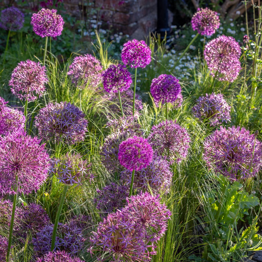 Rockets and Sparklers Allium Collection