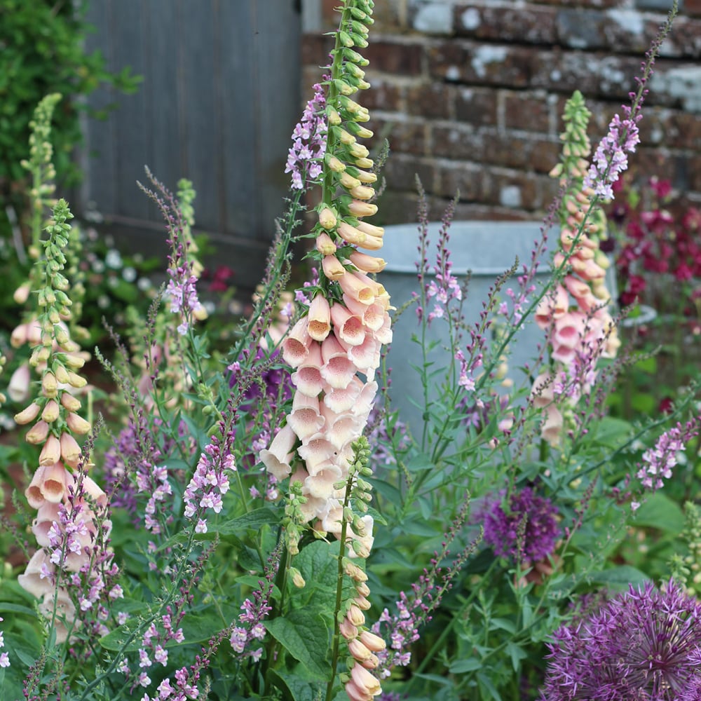 Rockets and Sparklers Allium Collection