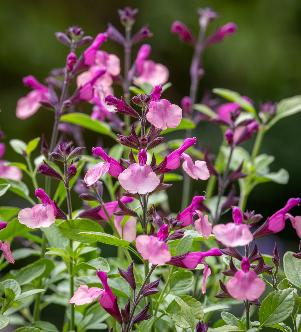 Salvia 'Peach Melba'
