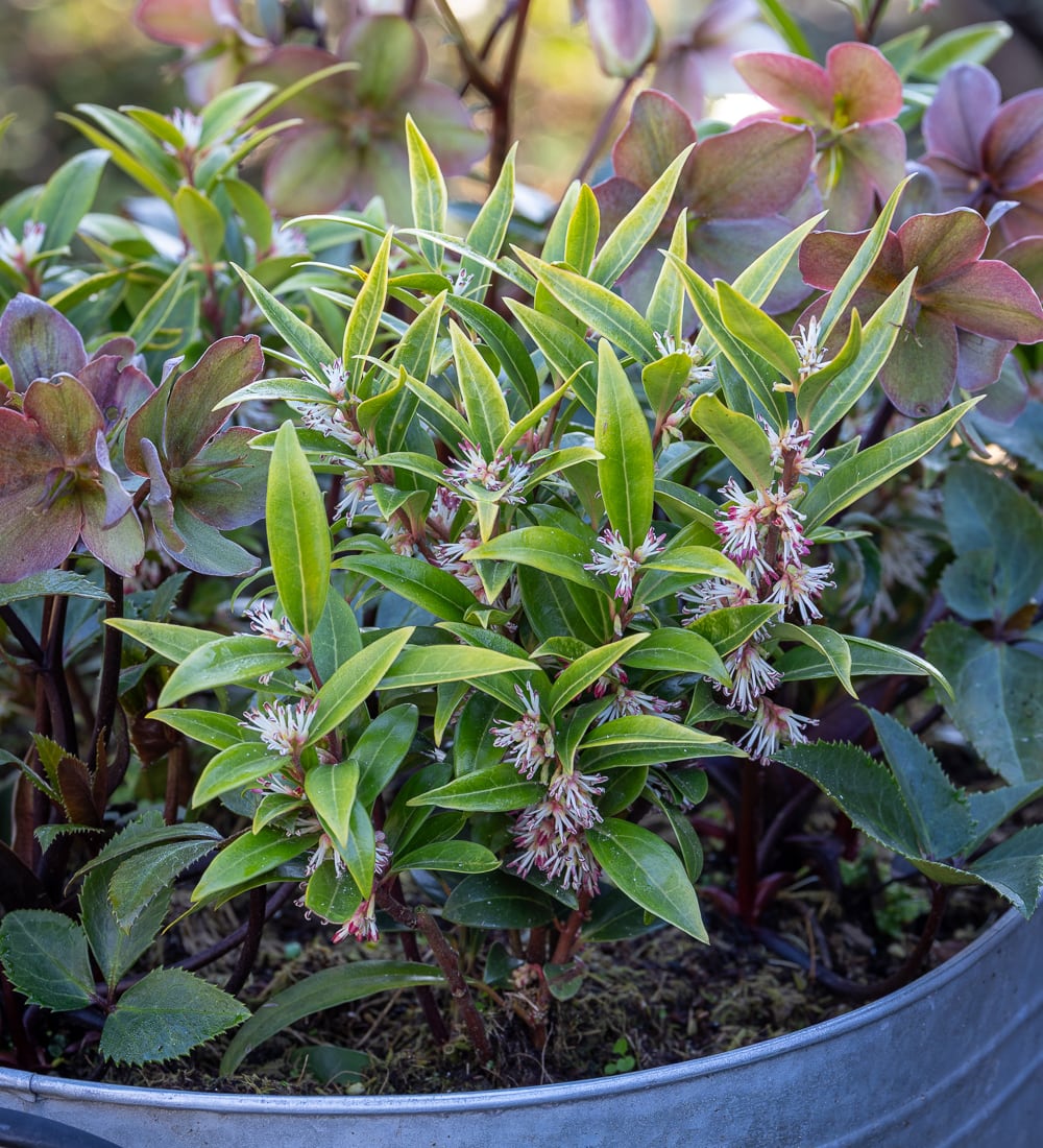 Sarcococca hookeriana 'Winter Gem'