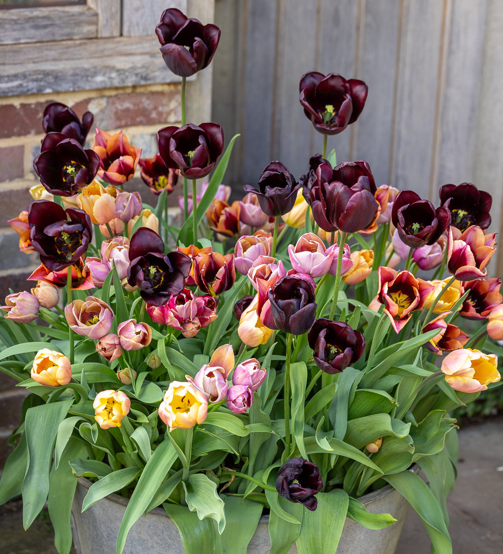 Smokey Hues Tulip Collection