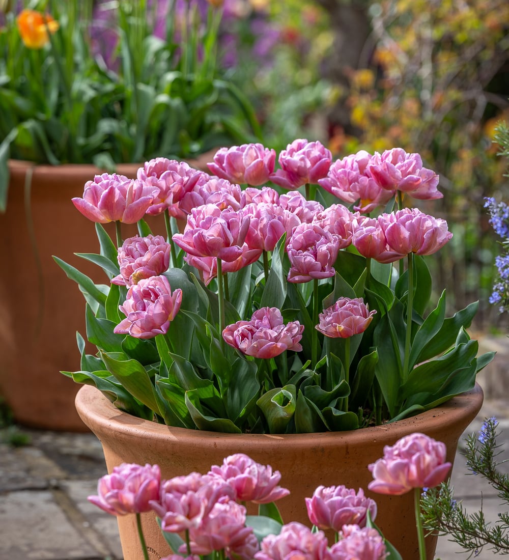 Tulip 'Beachberry'