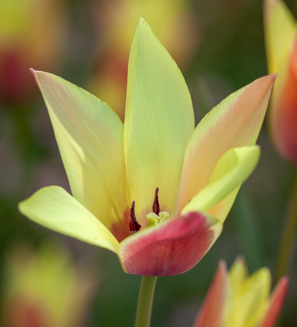 Tulip clusiana 'Cynthia'