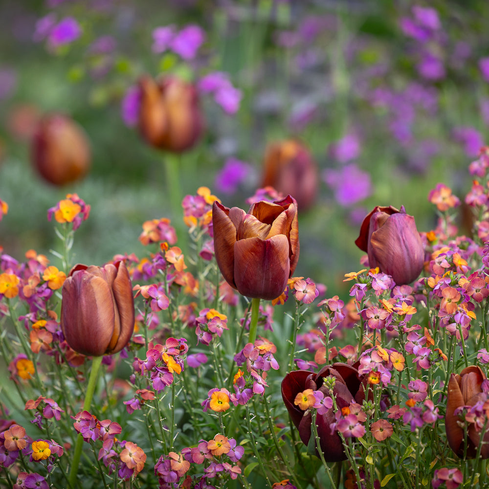 Tulip 'Dom Pedro'
