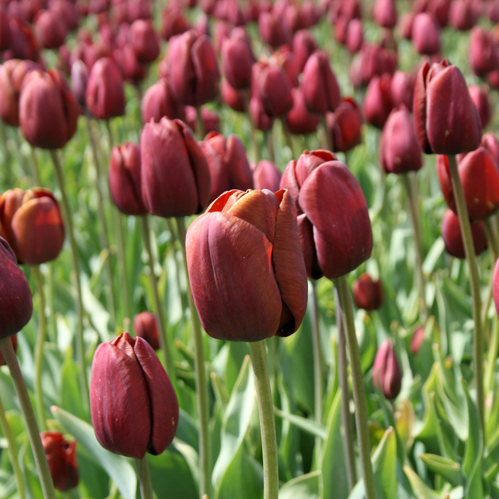 Tulip 'Dom Pedro'