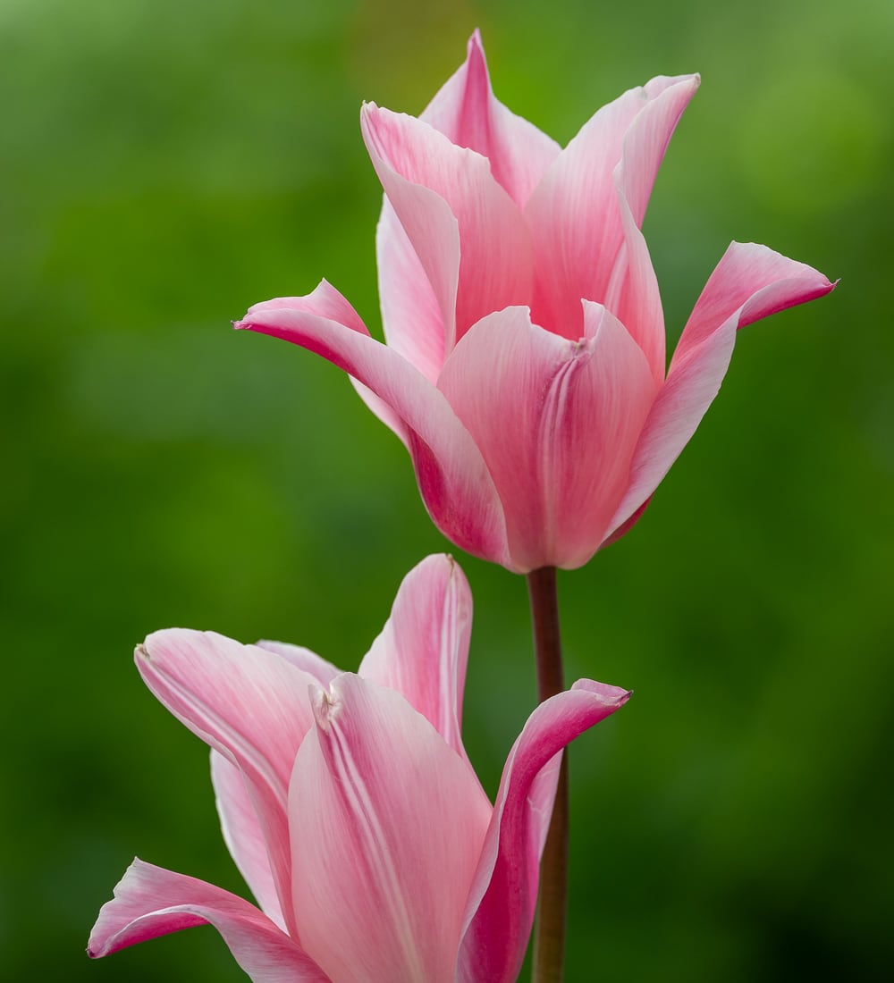 Tulip 'Flamingo Paradise'