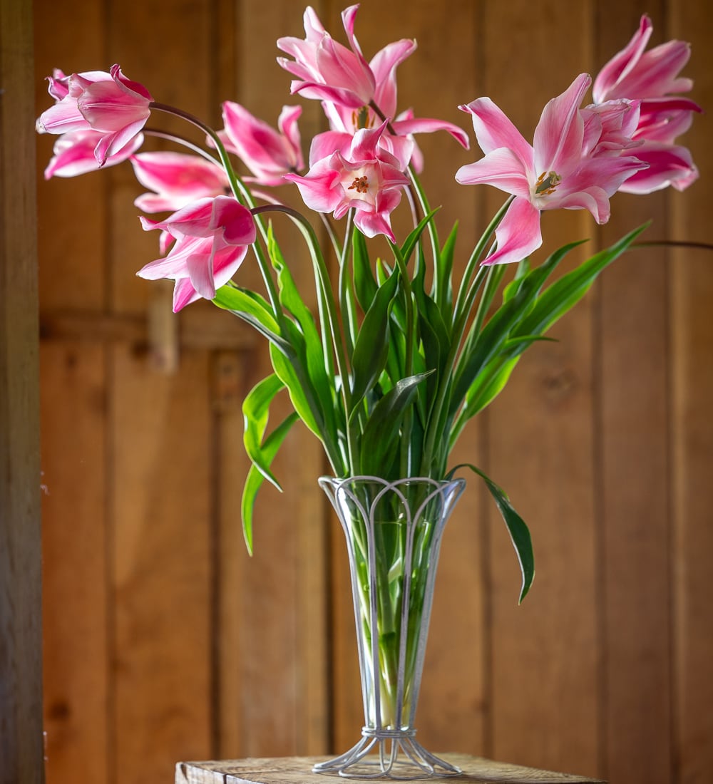 Tulip 'Flamingo Paradise'