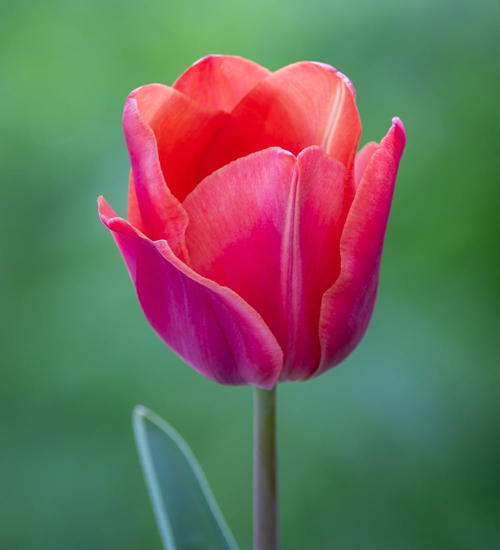 Tulip 'Flevo Passion'