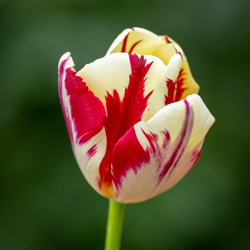 Tulip ‘Grand Perfection'