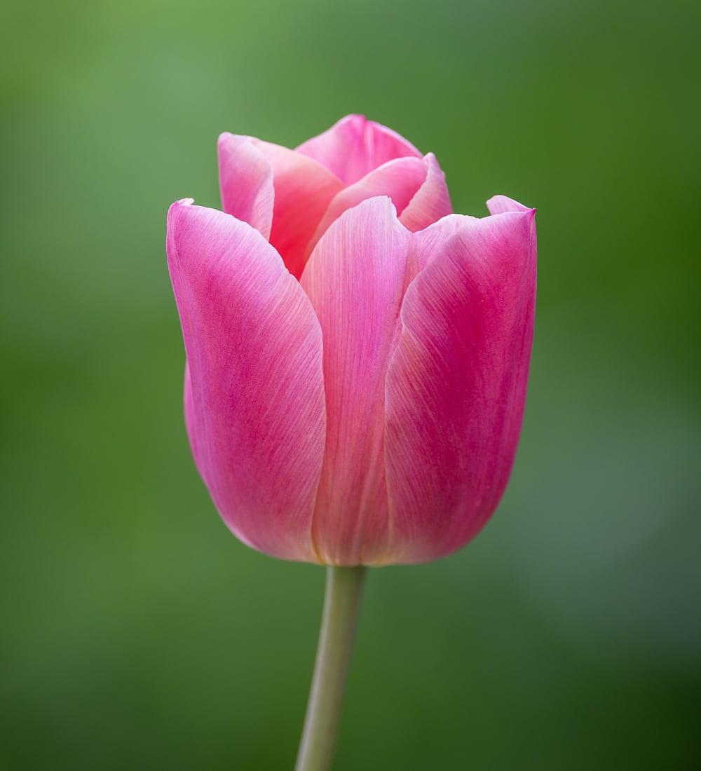 Tulip 'Pink Jimmy