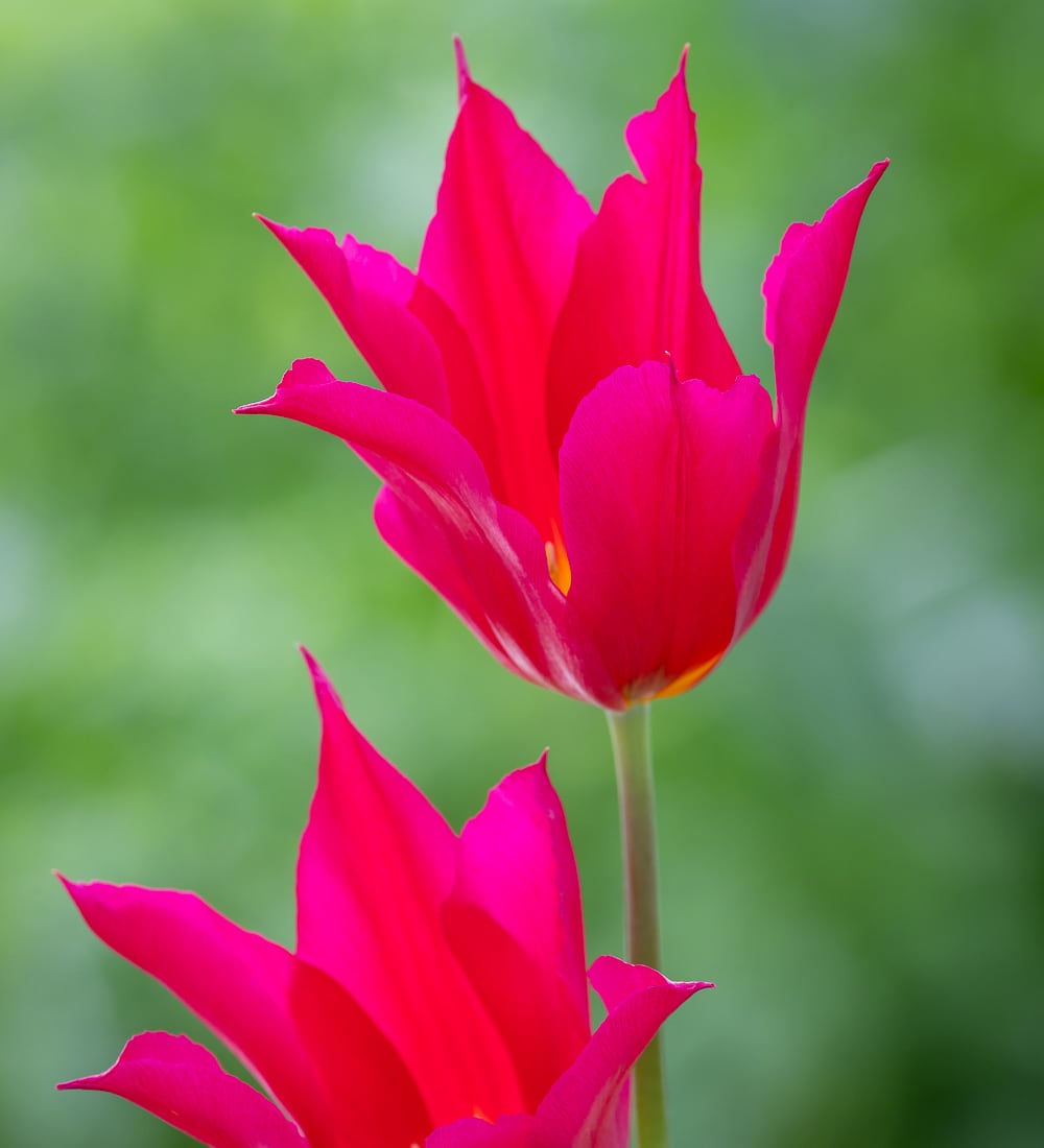 Tulip 'Queen Rania'