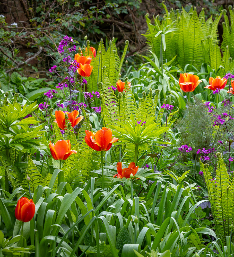Tulip 'Queensday'