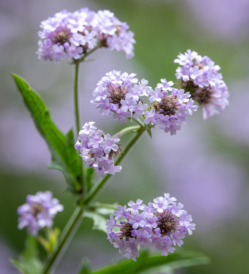 Verbena rigida f. lilacina 'Polaris'