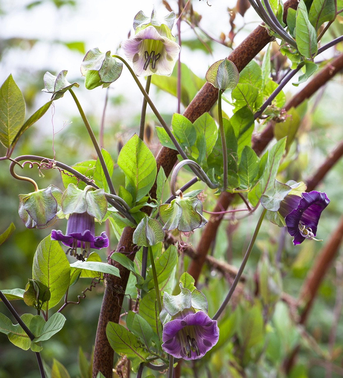 Cobaea scandens