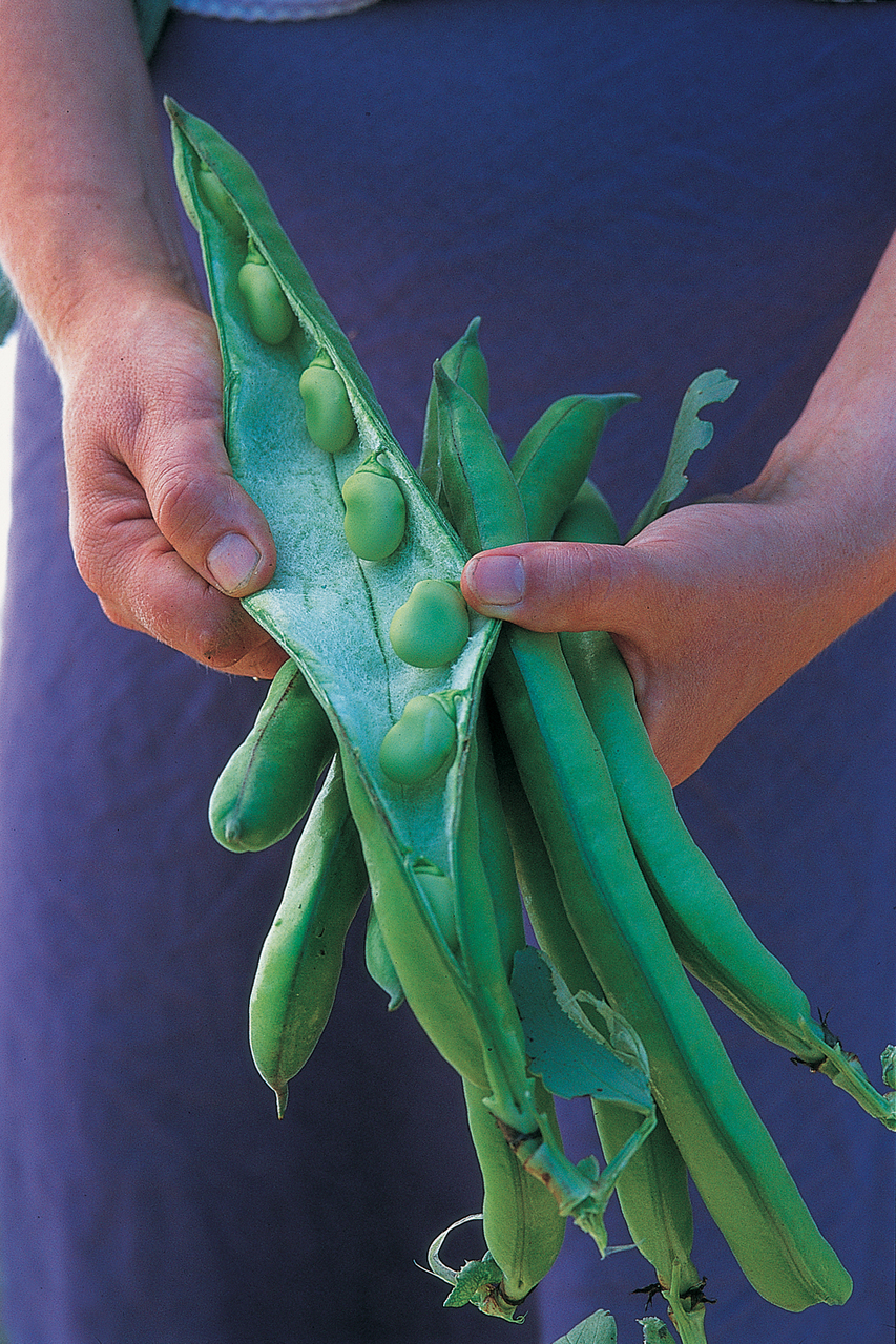 Broad beans