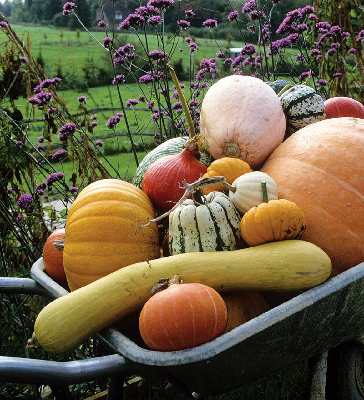 Squash in a wheelbarrow