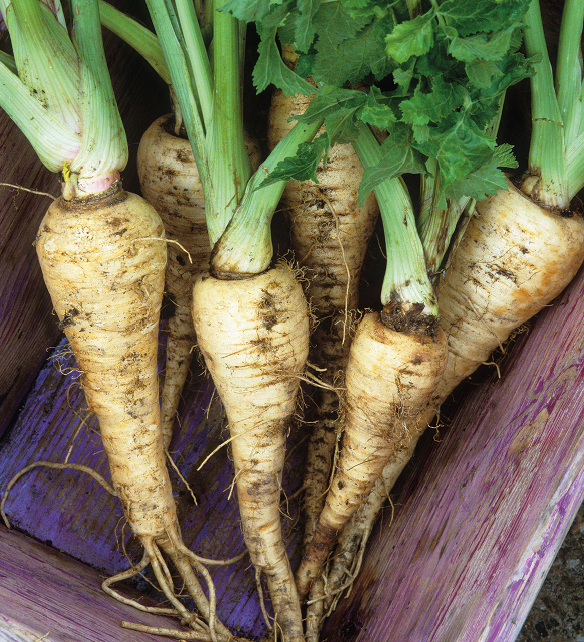 Parsnips