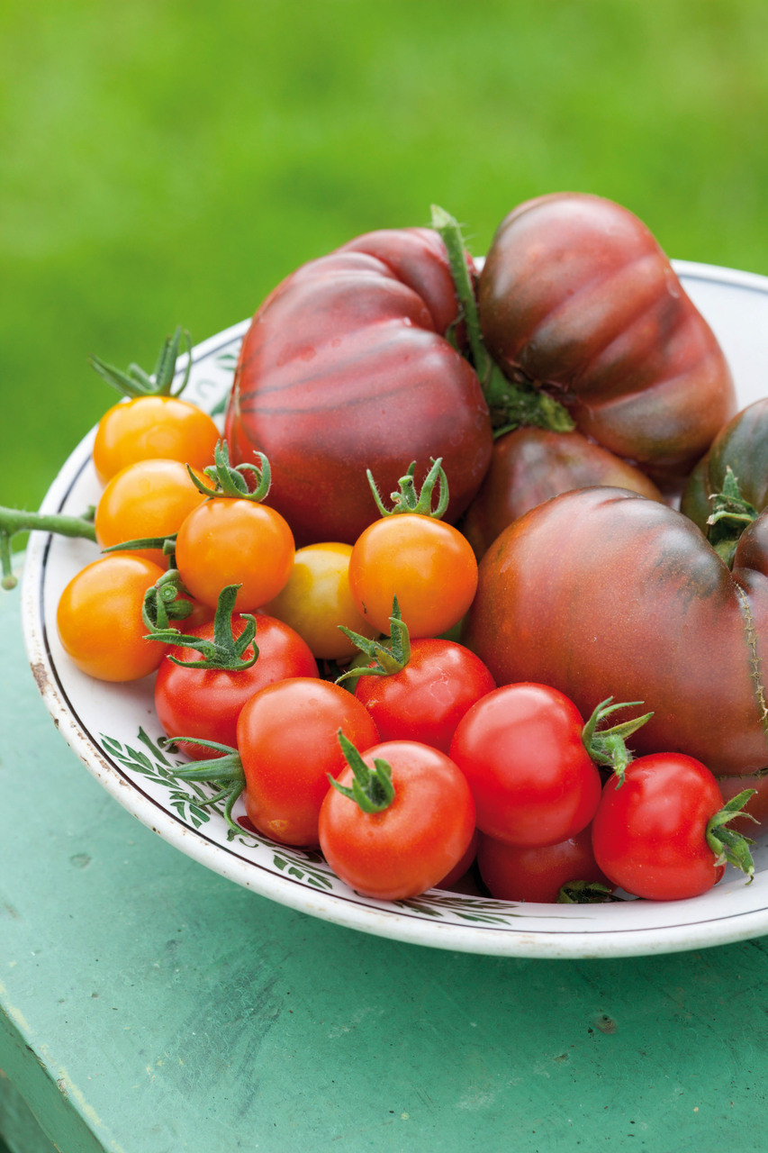 Selection of different tomatoes
