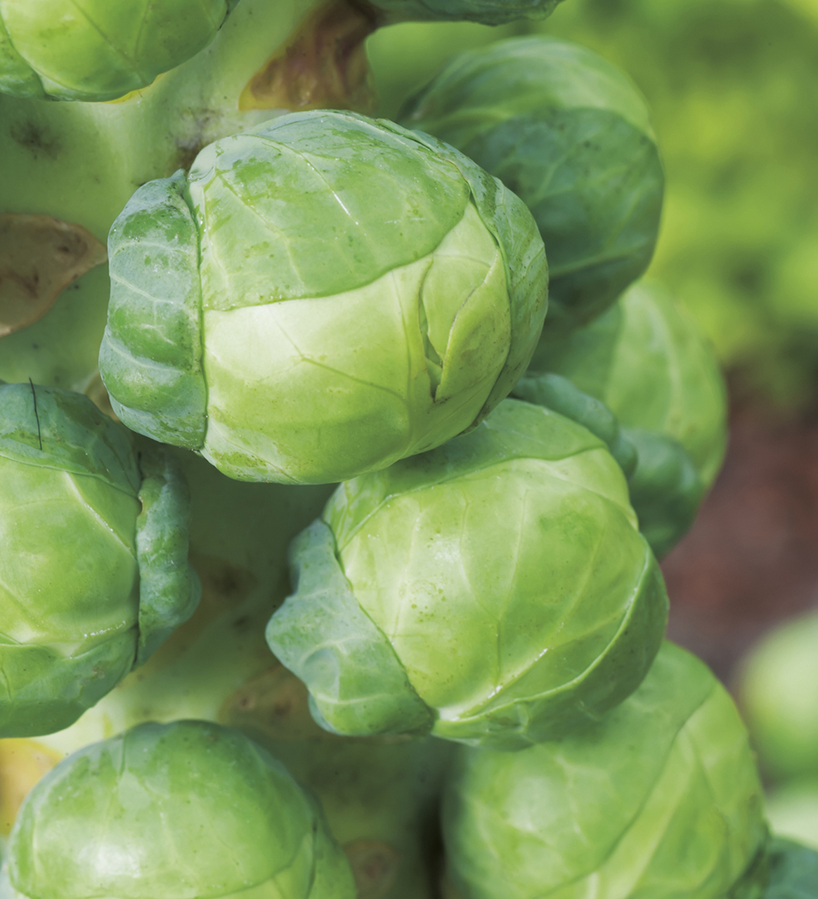 Brussels sprouts