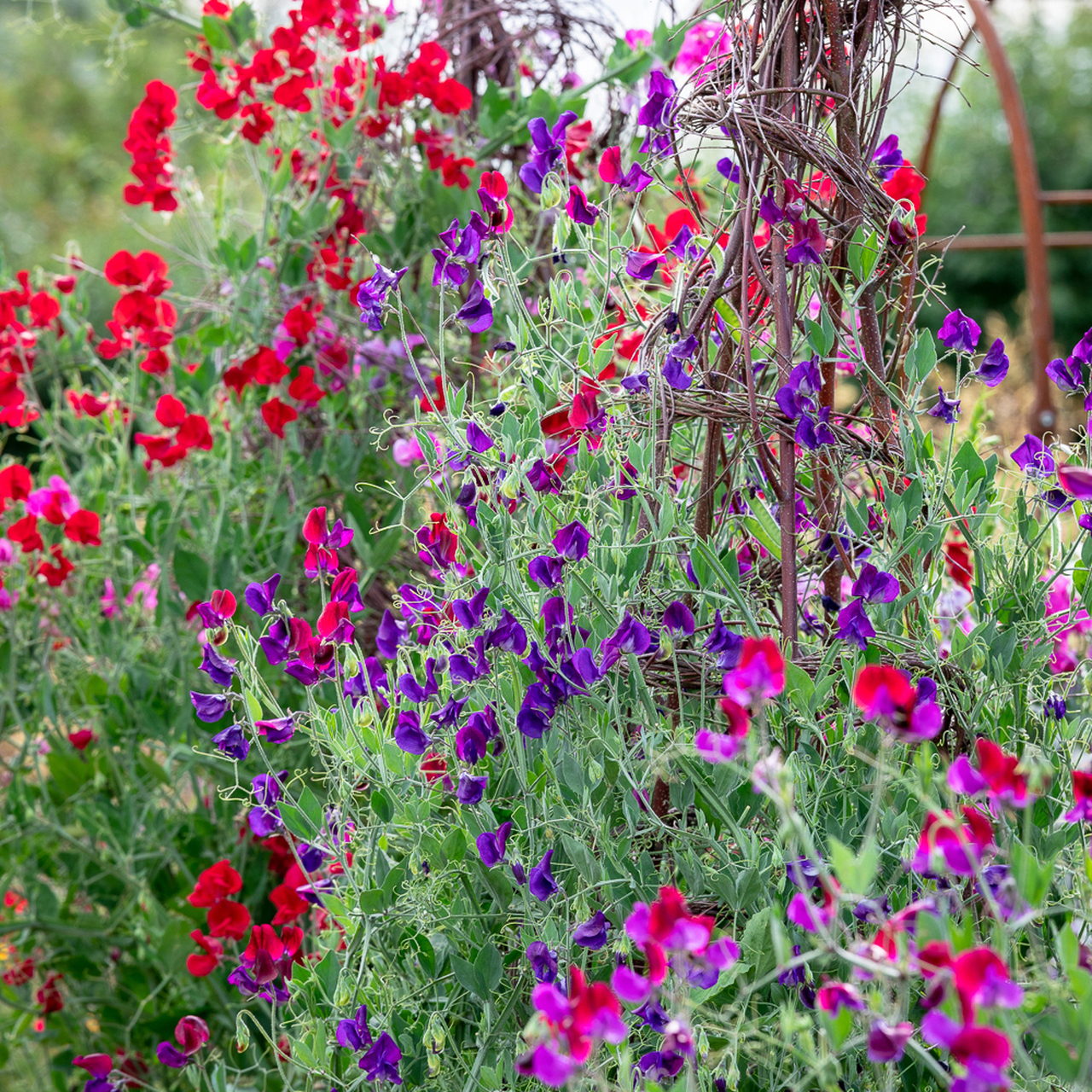 Sweet peas on a frame