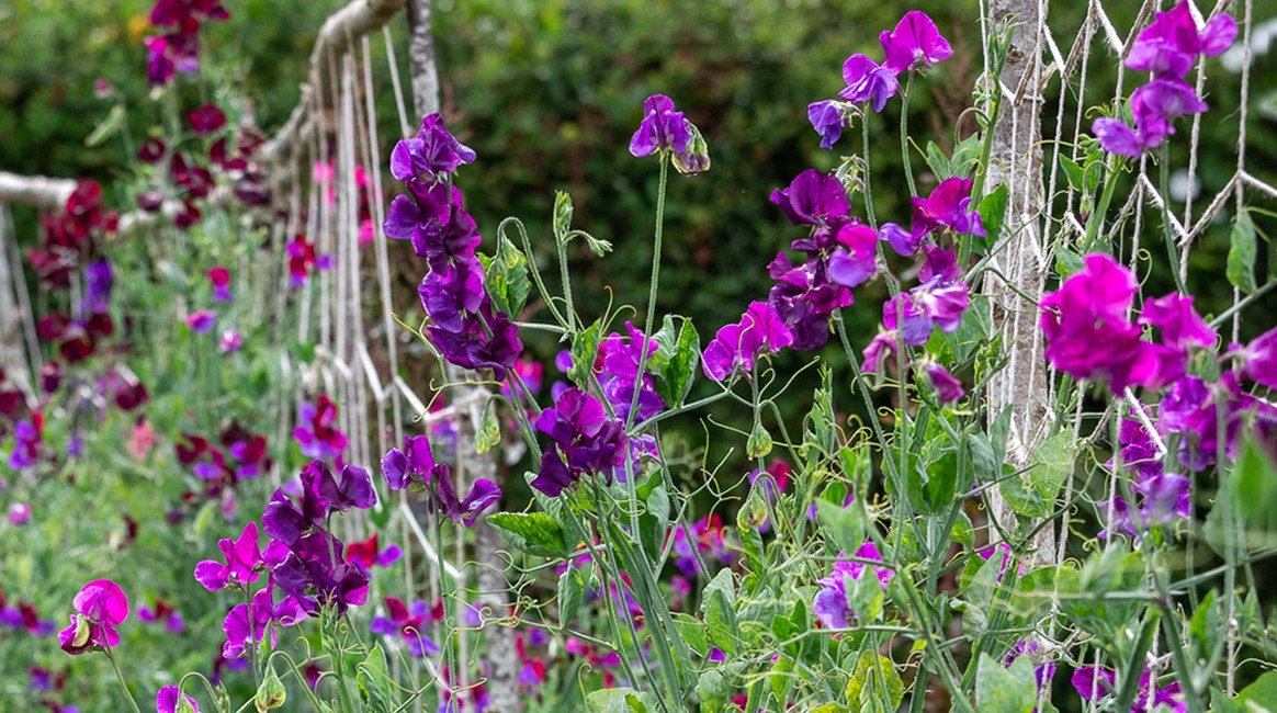 Mig selv Knurre hule The Sweet Pea Story | History of the Sweet Pea | Sarah Raven