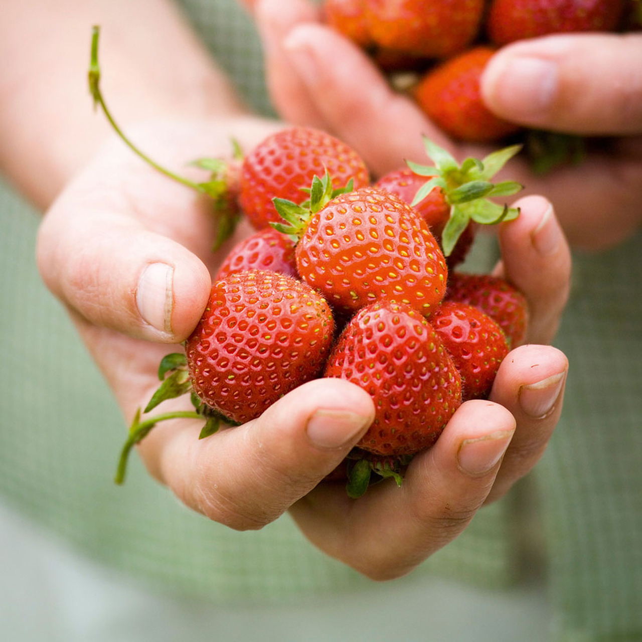 Strawberries