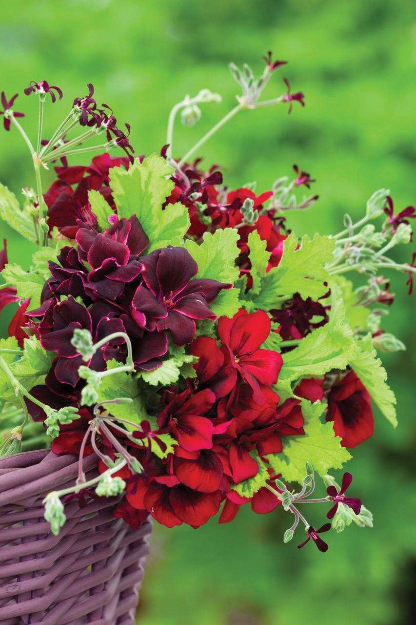 Venetian Pelargonium Collection