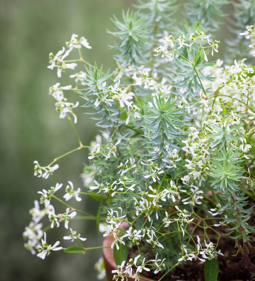 Euphorbia 'Diamond Frost'