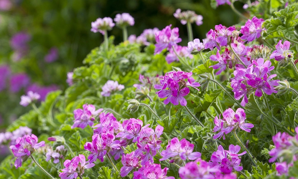 Choosing pelargoniums for the garden