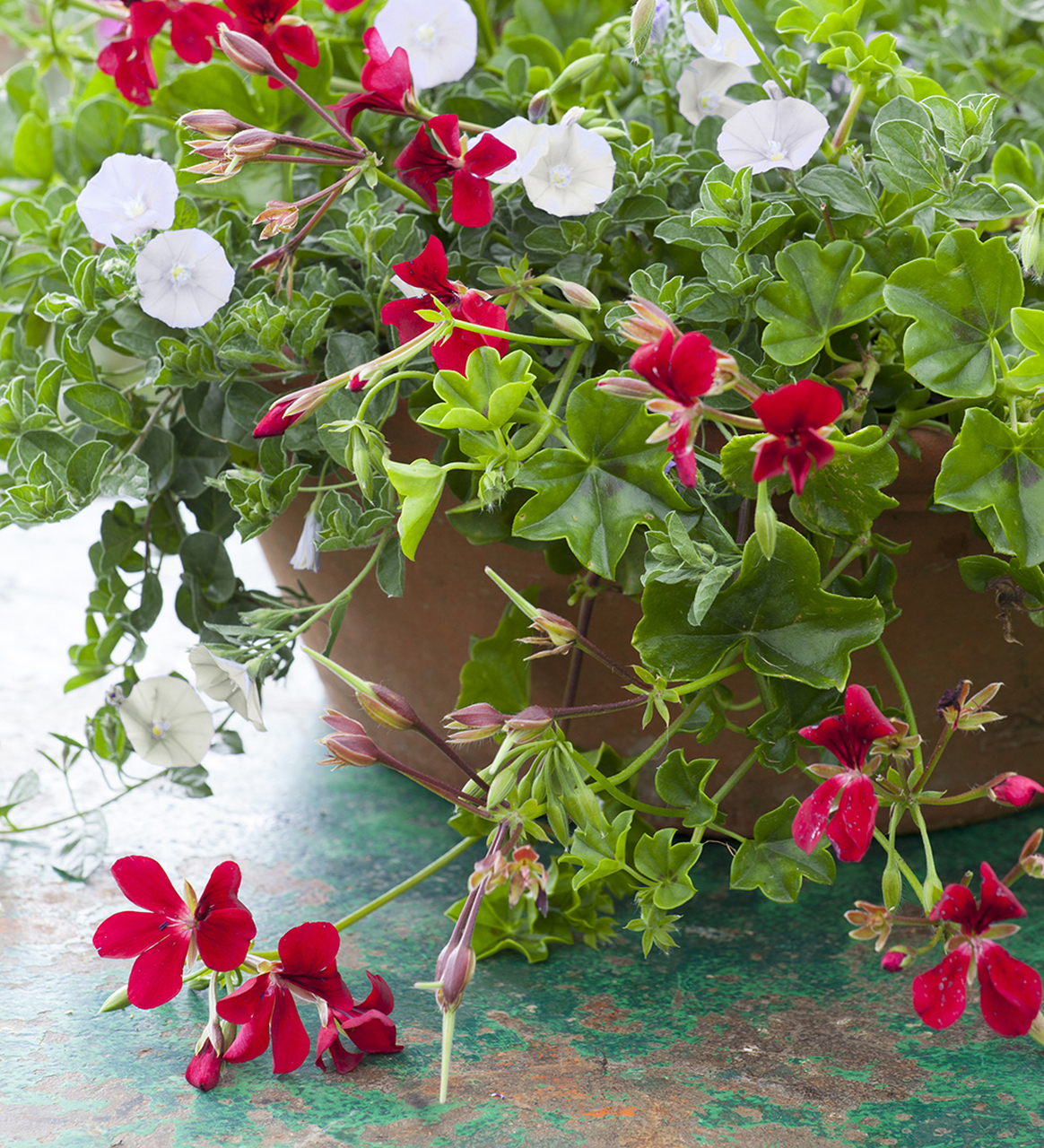 Pelargonium 'April Hamilton'