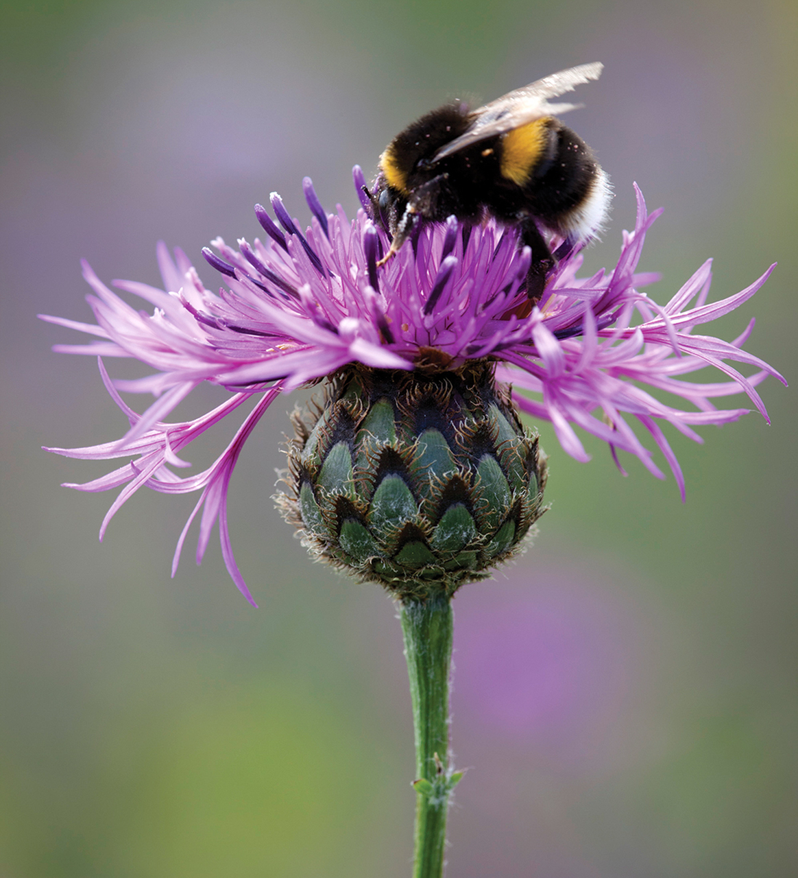 Greater Knapweed