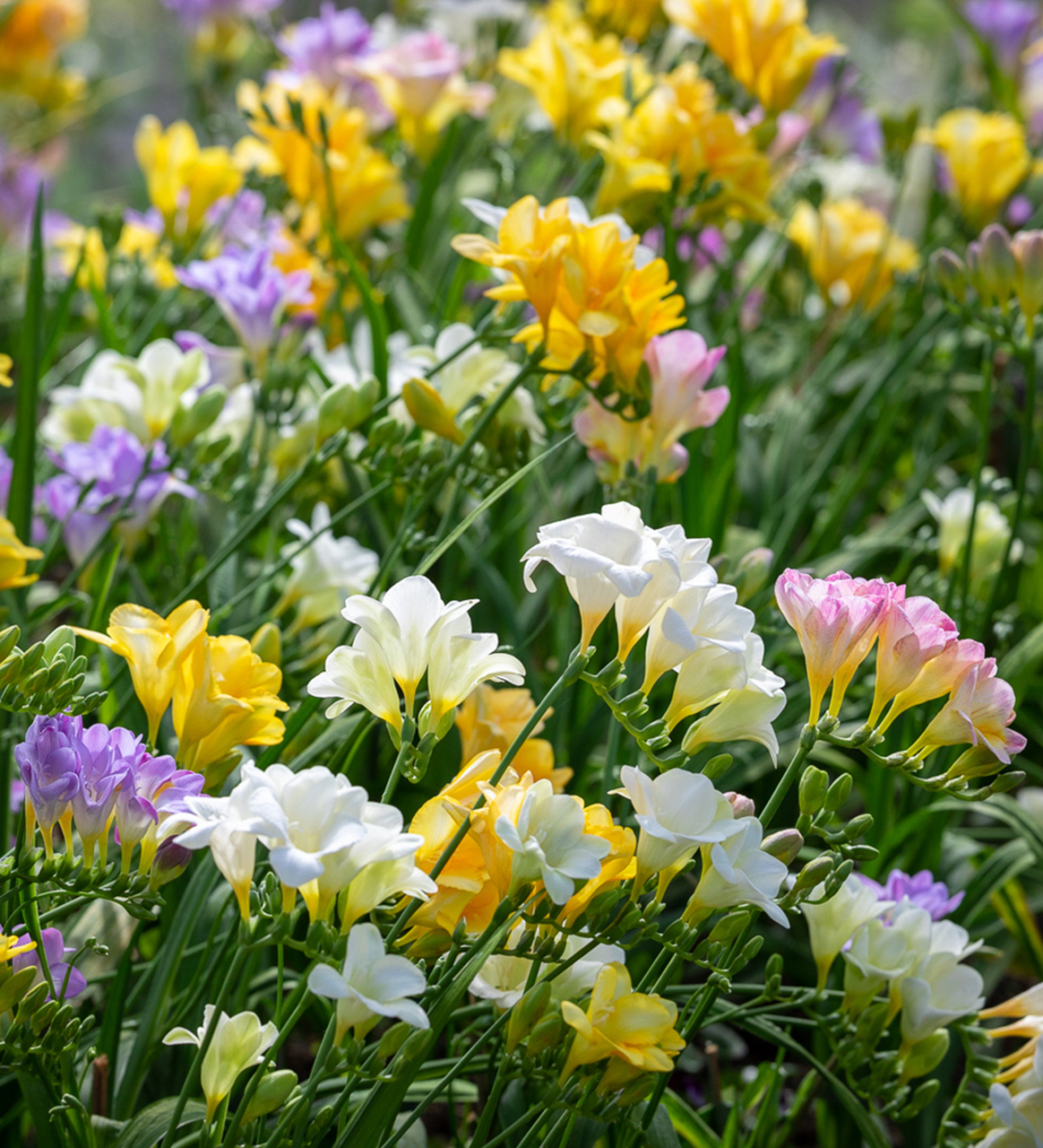 Freesia flowers