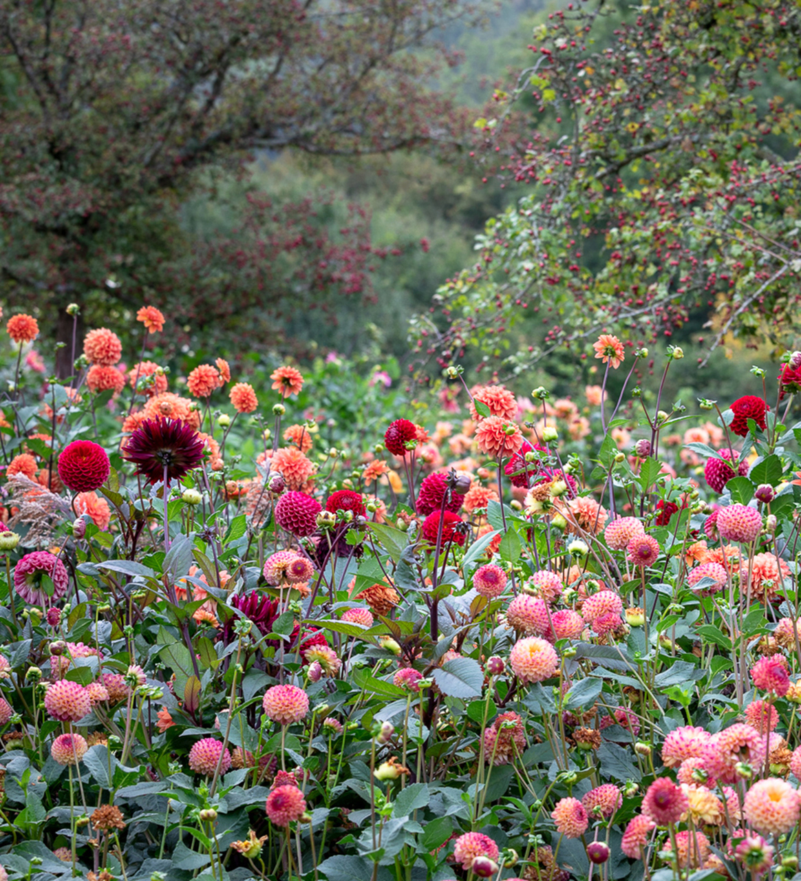 Dahlias growing in the garden