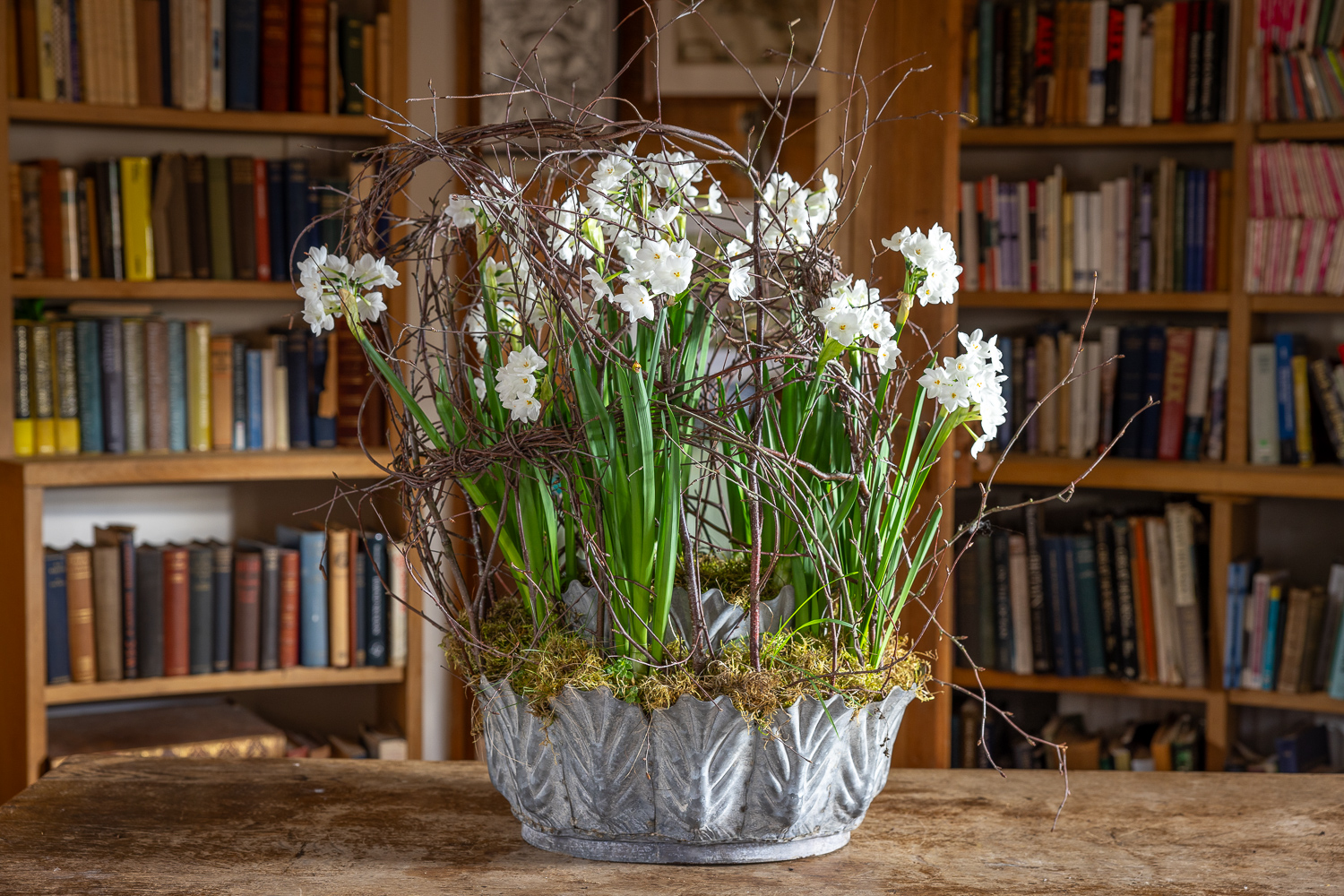 Decorating for Christmas with Paperwhite Narcissi