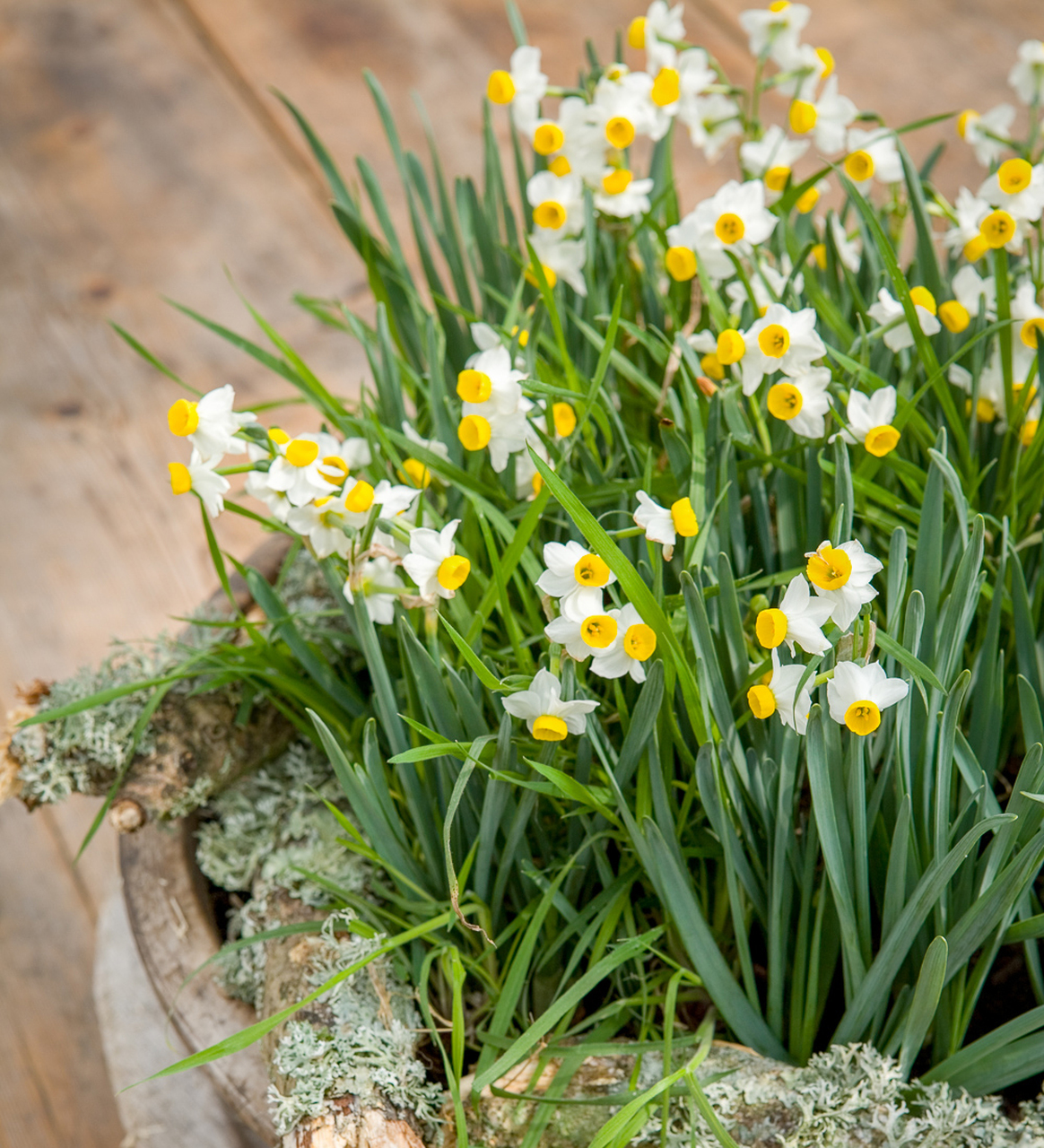 Narcissus 'Canaliculatus'