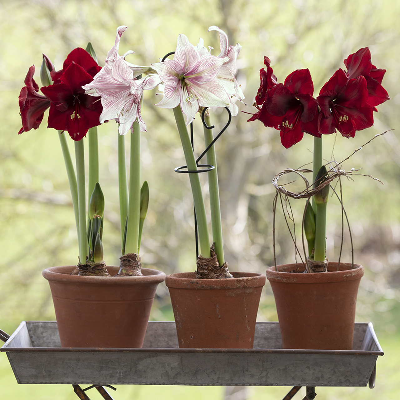 Amaryllis bulbs growing in pots