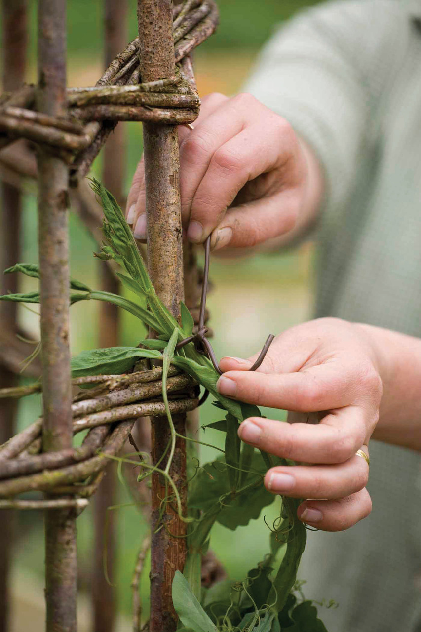 How to cordon train sweet peas