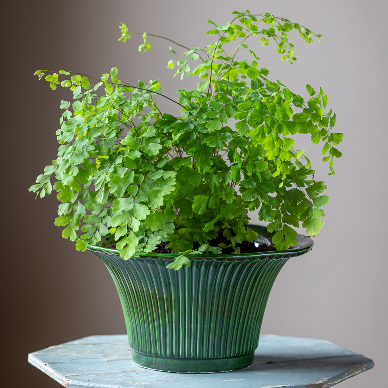 Maidenhair Fern