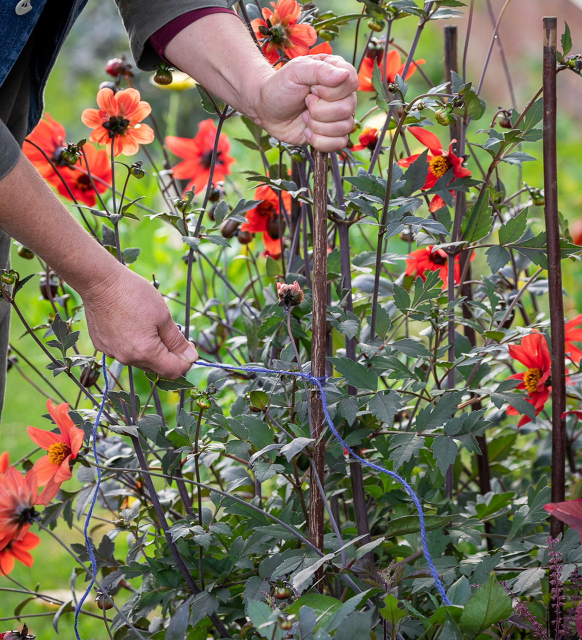 Staking plants with willow stakes