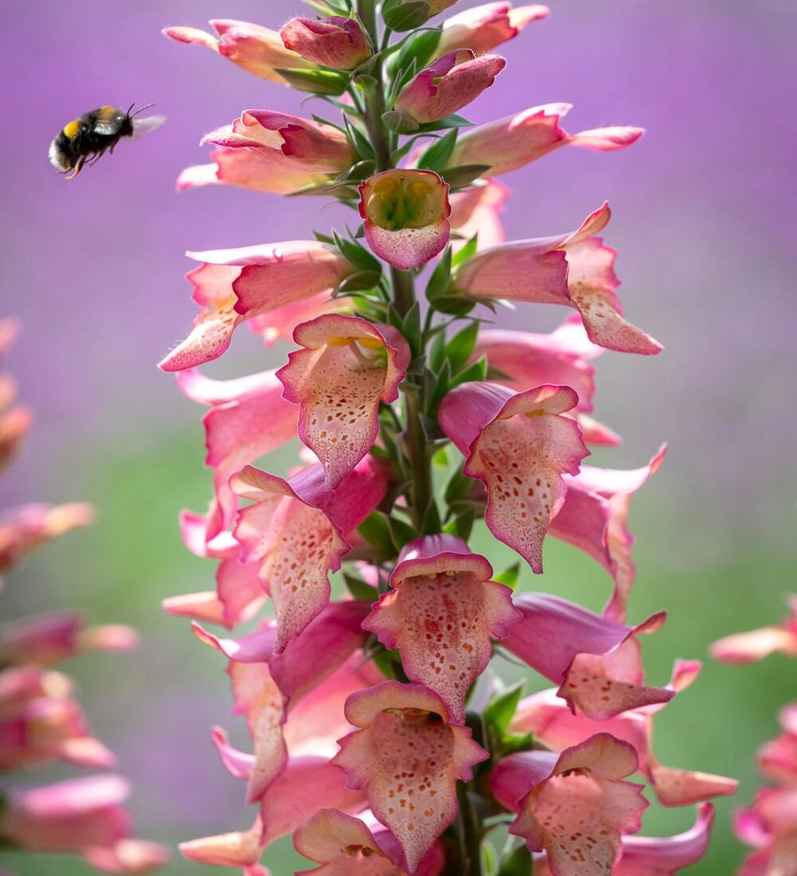 Top plants for pollinators