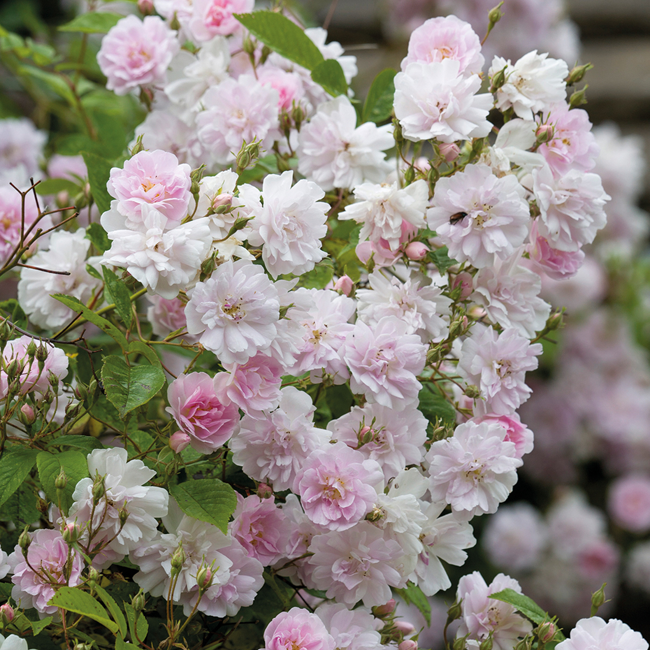 Pruning roses - the Sissinghurst method